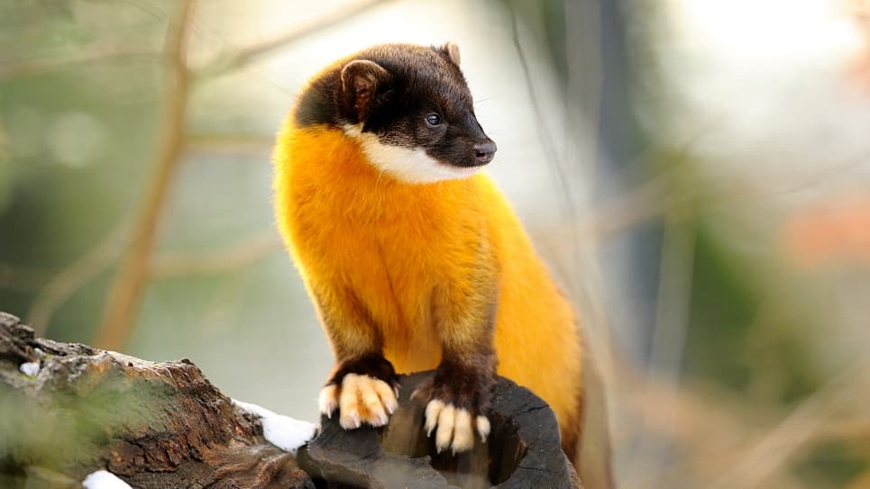 Yellow-throated Marten in Kaziranga