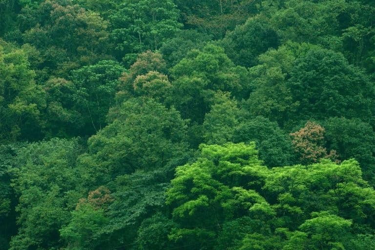 India's Land Restoration Commitment Highlighted