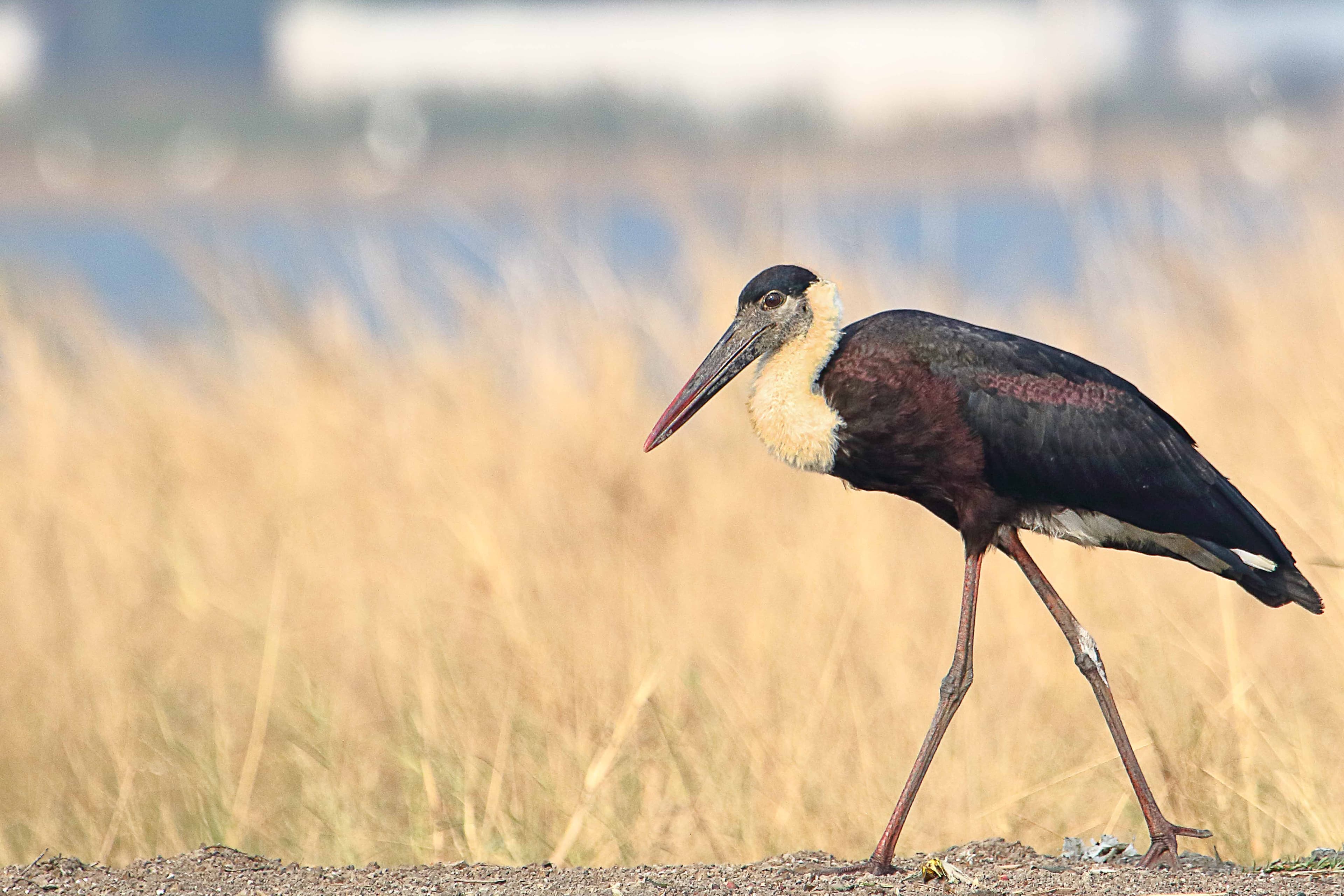 Migratory Birds in Kerala's Wetlands