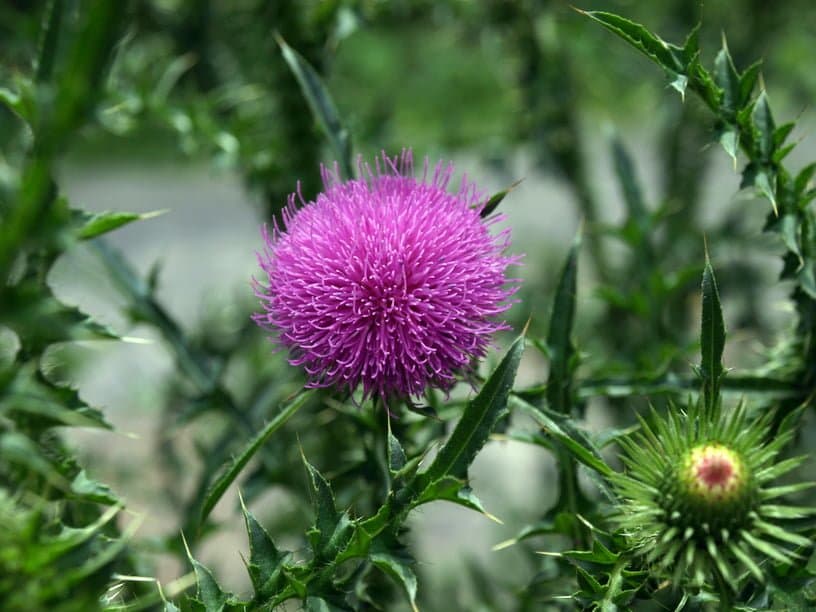Management of Invasive Plant Species