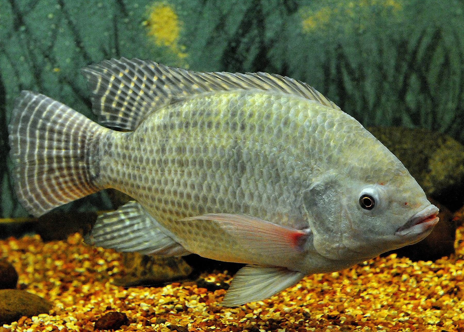 Dead Fish Discovered in Palar River