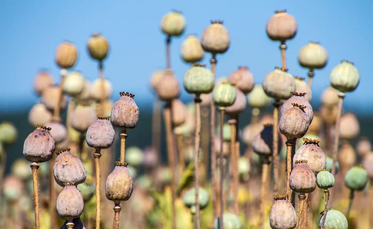 Opium Licensing Policy for 2026-27