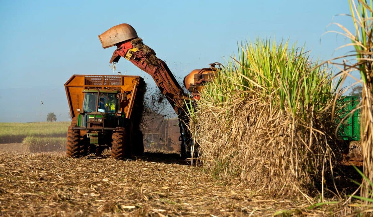Challenges Faced by Sugarcane Cutters