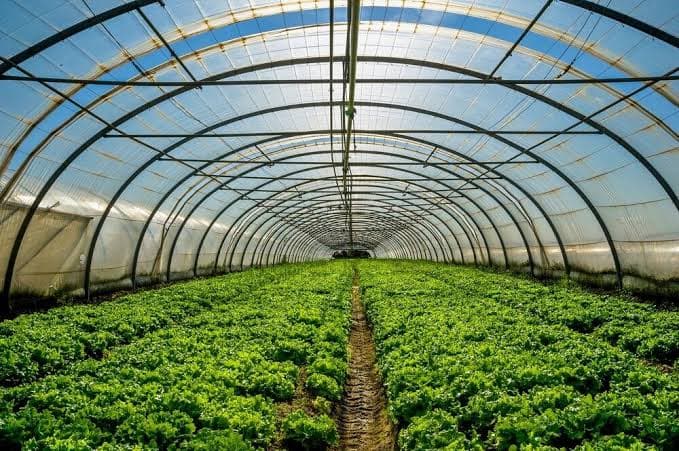 HOPCOMS Expands Market for Bananas