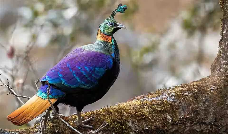 Himalayan Monal's Habitat Under Threat