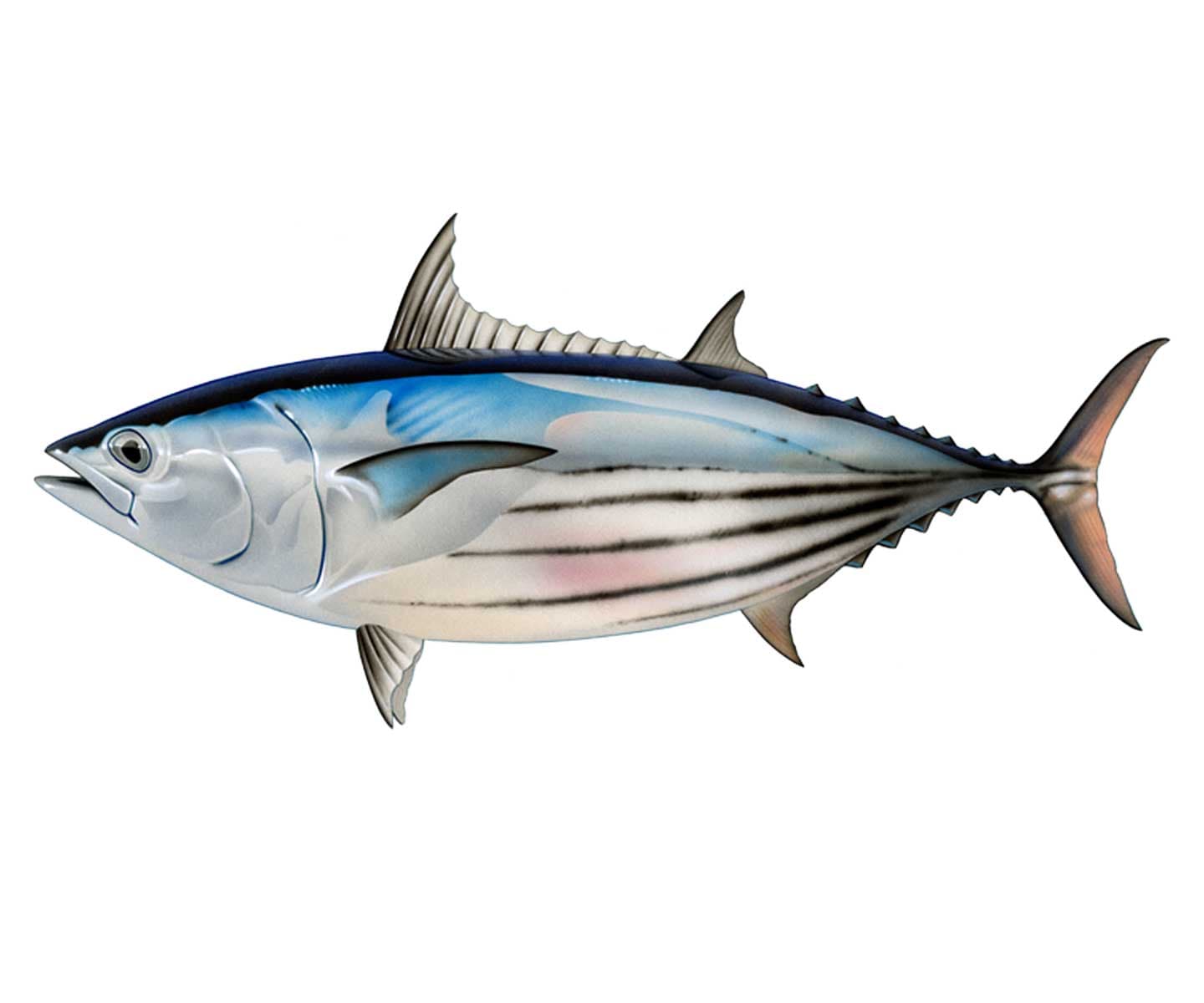 ICAR-CMFRI Advises on Tuna Consumption