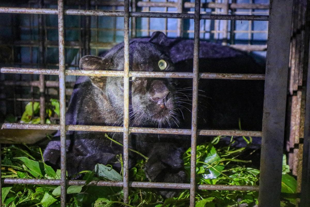 Black Panther Cub Trapped in Kerala