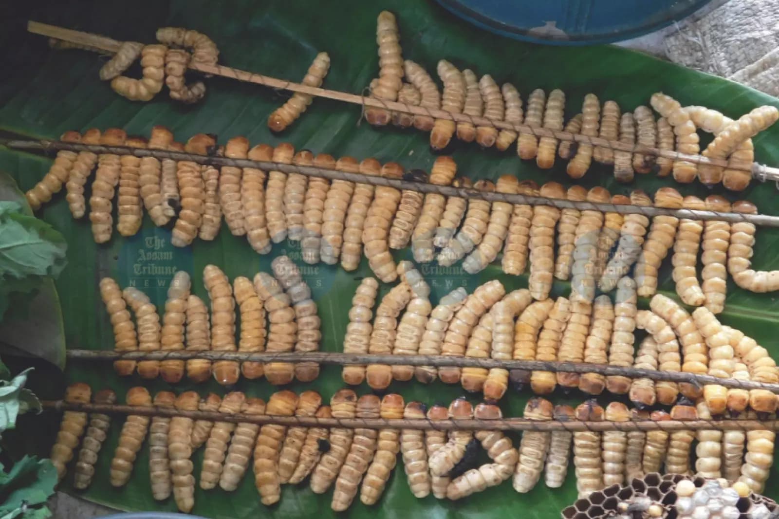 Northeast India Edible Beetle Study