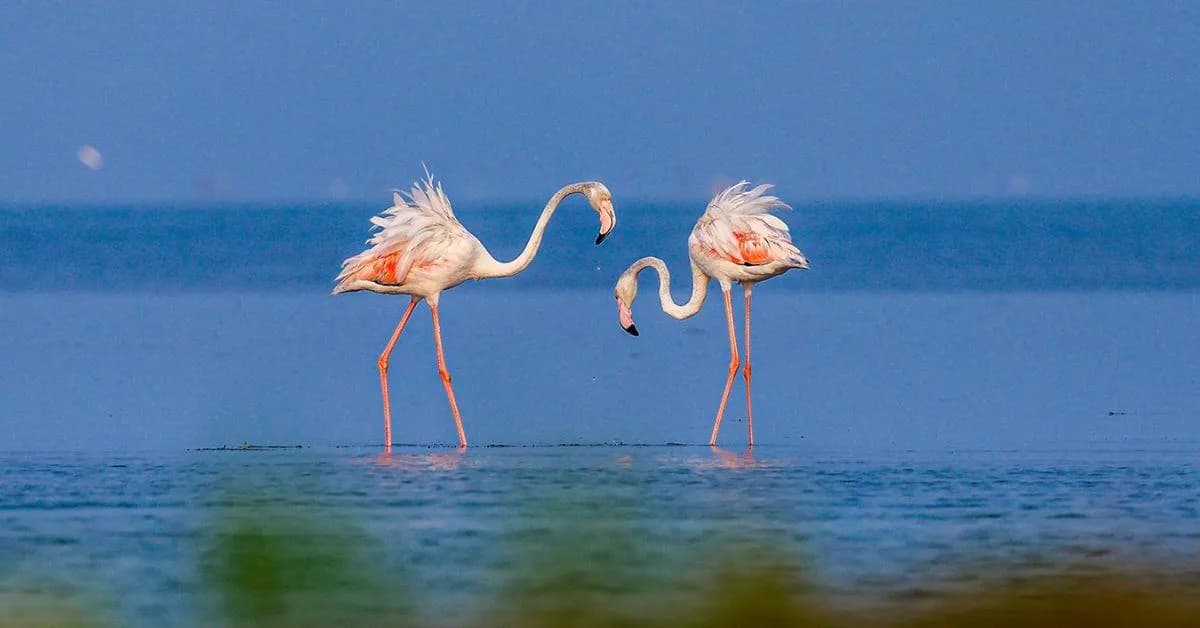 Greater Flamingos Spotted at Veeranam Lake